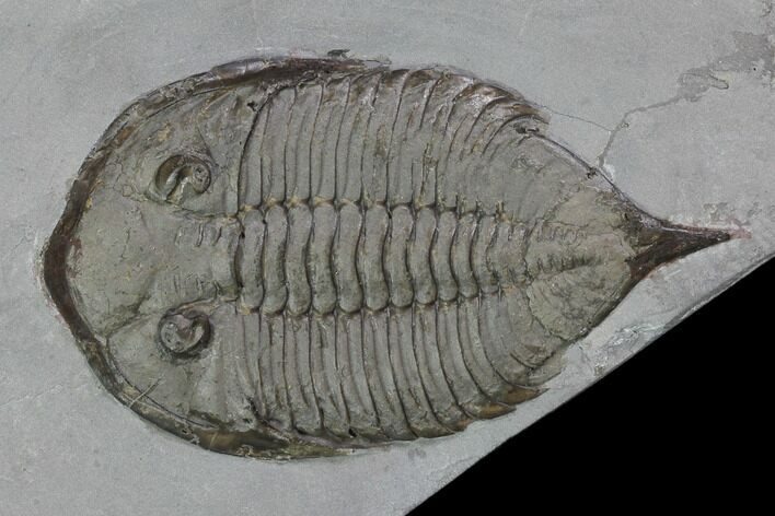 Dalmanites Trilobite Fossil - New York #101554